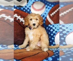 Goldendoodle (Miniature) Puppy for sale in KIRKWOOD, PA, USA