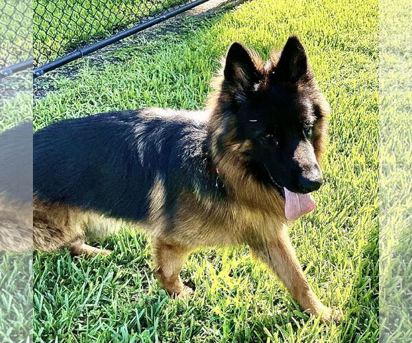 Medium Photo #3 German Shepherd Dog Puppy For Sale in Plantation, FL, USA