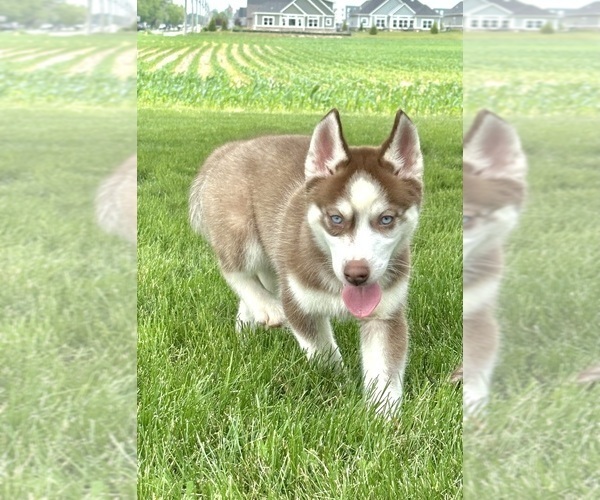 Medium Photo #3 Siberian Husky Puppy For Sale in GREENFIELD, IN, USA