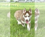Small #2 Siberian Husky