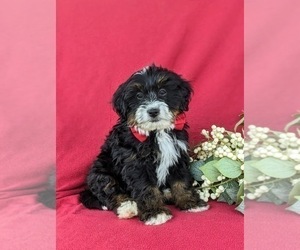 Miniature Bernedoodle Puppy for sale in OXFORD, PA, USA