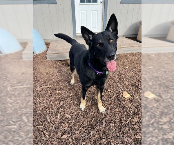 Medium Photo #2 Mutt Puppy For Sale in Alturas, CA, USA