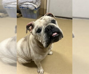 Bulldog Dogs for adoption in Chula Vista, CA, USA