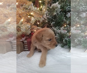 Labradoodle Puppy for sale in REA VALLEY, AR, USA