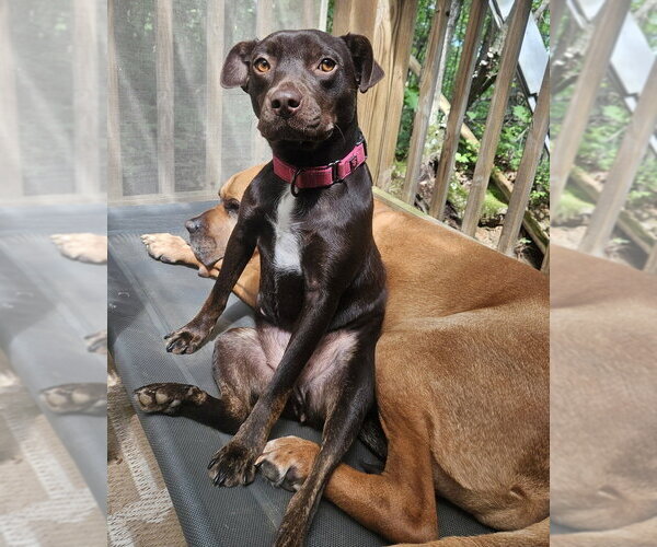 Medium Photo #28 Mutt Puppy For Sale in Candler, NC, USA