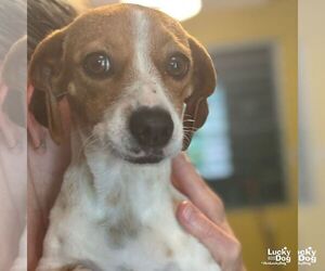 Chiweenie Dogs for adoption in Washington, DC, USA