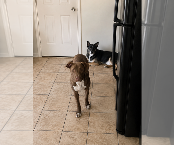 Medium Photo #6 Boxer-Unknown Mix Puppy For Sale in Aurora, IN, USA
