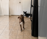 Small #5 Boxer Mix
