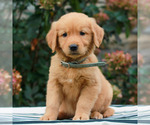 Mindy - Female Golden Retriever Puppy for Sale - Small photo