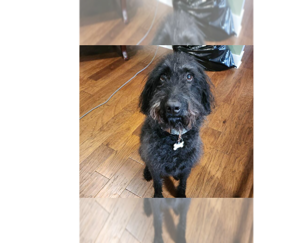 Medium Photo #3 Chesa-Poo Puppy For Sale in Springdale, PA, USA
