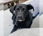 Small #5 Labrador Retriever Mix