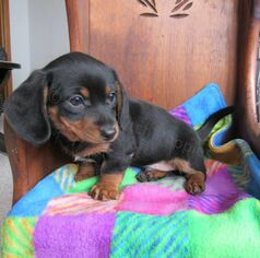 Chiweenie Puppy for sale in LE MARS, IA, USA