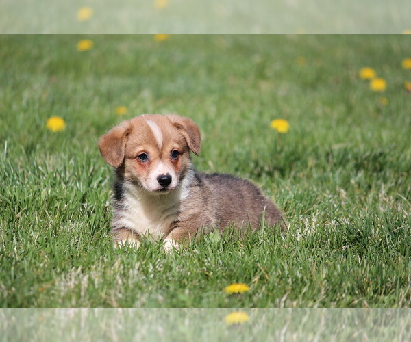 Medium Photo #2 Pembroke Welsh Corgi Puppy For Sale in FORT MADISON, IA, USA