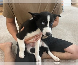 Border Collie-Siberian Husky Mix Puppy for sale in KINGSLAND, GA, USA