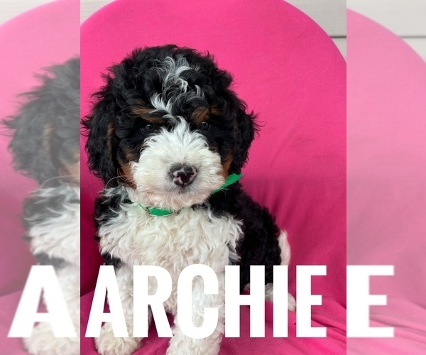 Medium Photo #18 Bernedoodle (Miniature) Puppy For Sale in BOWLING GREEN, KY, USA