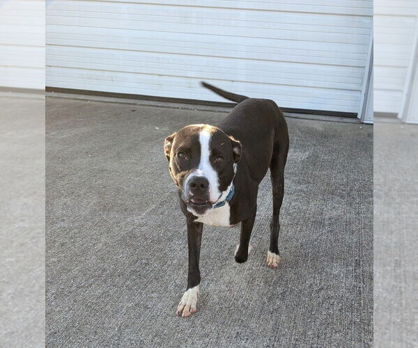 Medium Photo #11 American Pit Bull Terrier-Unknown Mix Puppy For Sale in Evansville, IN, USA
