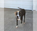 Small #10 American Pit Bull Terrier Mix