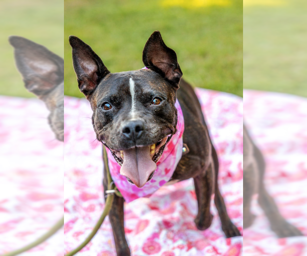 Medium Photo #7 Bulldog-Staffordshire Bull Terrier Mix Puppy For Sale in Decatur, GA, USA