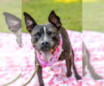 Small #6 Bulldog-Staffordshire Bull Terrier Mix