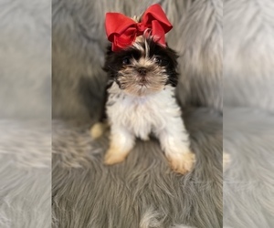 Shih Tzu Puppy for sale in BEECH GROVE, IN, USA