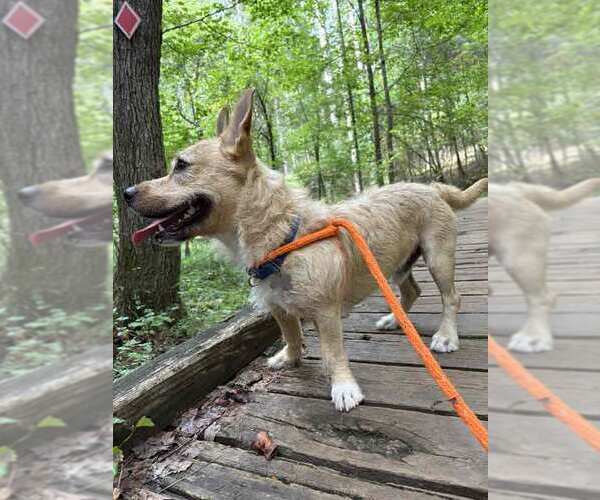 Medium Photo #2 Mutt Puppy For Sale in Kennesaw, GA, USA