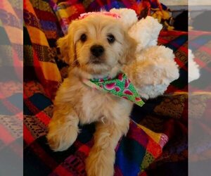 Cavachon-Cavapoo Mix Puppy for sale in FREWSBURG, NY, USA