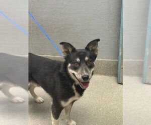 Siberian Husky-Unknown Mix Dogs for adoption in Las Vegas, NV, USA