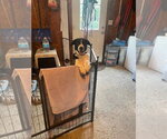 Small Photo #6 Collie-Retriever  Mix Puppy For Sale in NEWPORT NH, NH, USA