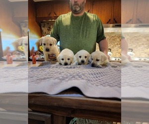 Labrador Retriever Puppy for sale in NEW WAVERLY, TX, USA