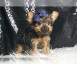 Small #3 Yorkshire Terrier