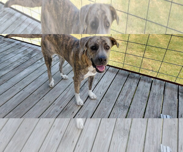 Medium Photo #4 Great Pyrenees-Plott Hound Mix Puppy For Sale in McKinney, TX, USA