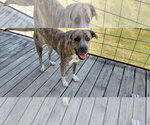 Small #3 Great Pyrenees-Plott Hound Mix