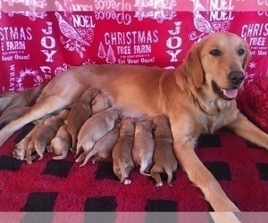 Golden Retriever Puppy for sale in SANFORD, NC, USA