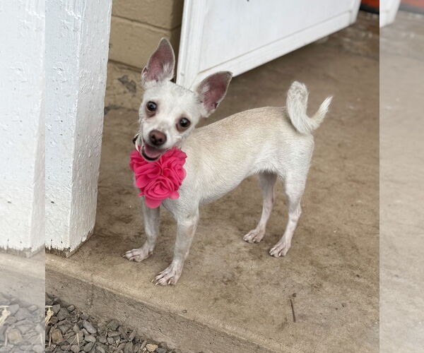 Medium Photo #1 Chihuahua-Unknown Mix Puppy For Sale in Phoenix, AZ, USA