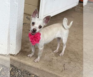 Chihuahua-Unknown Mix Dogs for adoption in Phoenix, AZ, USA