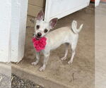 Small Chihuahua Mix