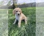 Puppy 1 Poodle (Standard)