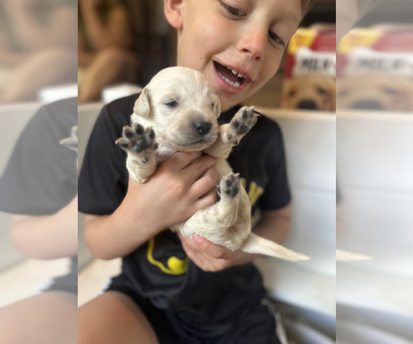 Medium Photo #47 Golden Retriever Puppy For Sale in CHARLES TOWN, WV, USA