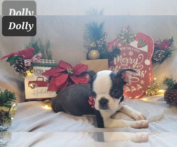 Medium Photo #20 Boston Terrier Puppy For Sale in POMEROY, OH, USA