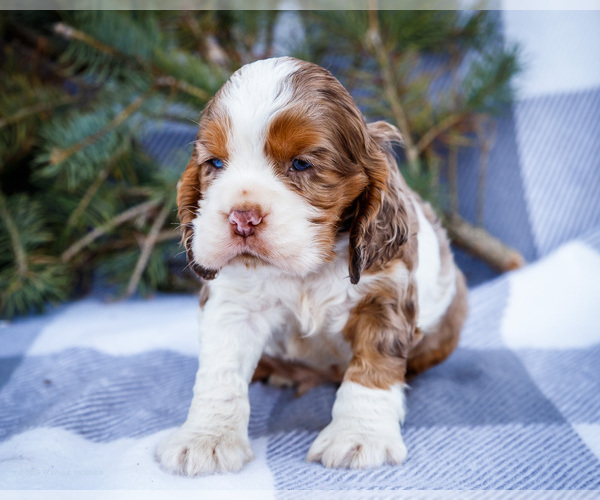 Medium Photo #12 Cocker Spaniel Puppy For Sale in WAKARUSA, IN, USA