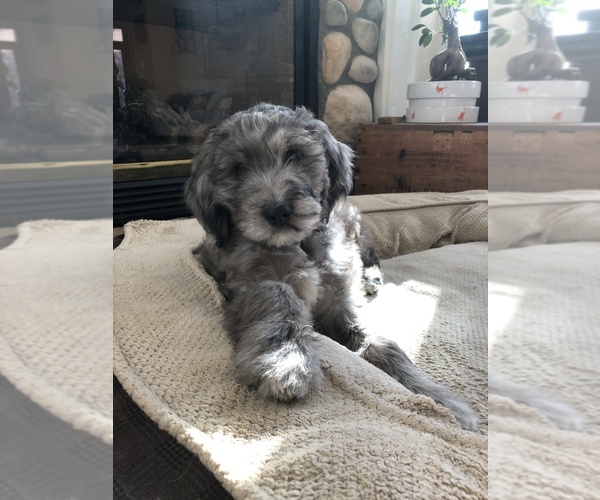 Medium Photo #23 Aussiedoodle-Poodle (Standard) Mix Puppy For Sale in COMMERCE, MI, USA