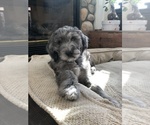 Small #22 Aussiedoodle-Poodle (Standard) Mix