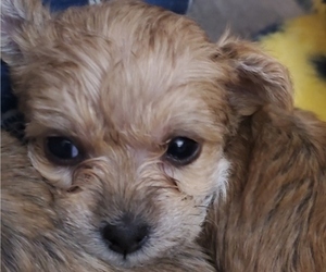 Morkie Puppy for sale in WAYNE, MI, USA