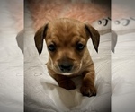Small Photo #8 Chiweenie Puppy For Sale in SPARKS, NV, USA