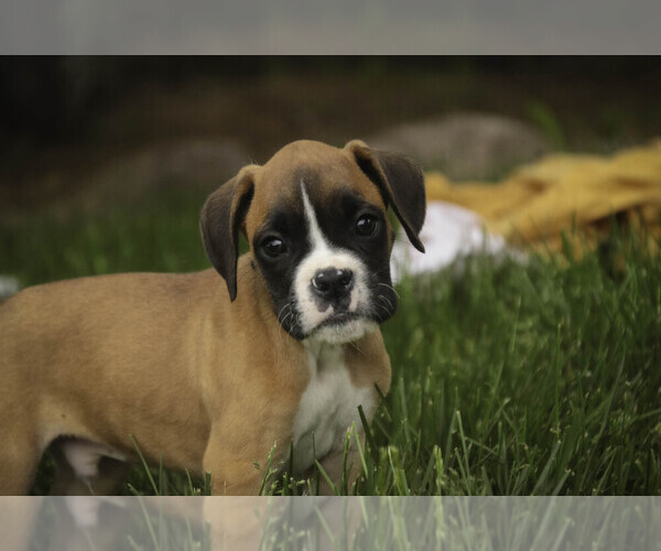 Medium Photo #2 Boxer Puppy For Sale in SHIPSHEWANA, IN, USA