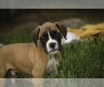 Small #1 Boxer