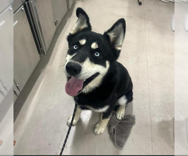 Medium Photo #1 German Shepherd Dog-Huskies  Mix Puppy For Sale in Santa Maria, CA, USA