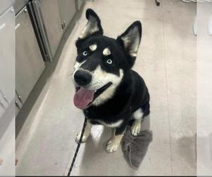 German Shepherd Dog-Huskies Mix Dogs for adoption in Santa Maria, CA, USA