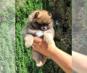Pomeranian Puppy for sale in DALY CITY, CA, USA