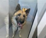 Small #4 German Shepherd Dog
